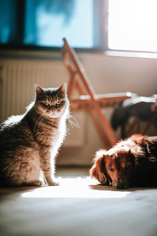 cat and dog in home
