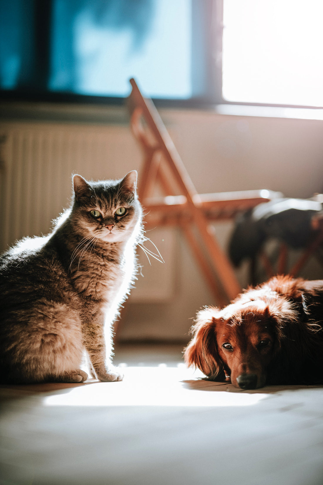 cat and dog in home